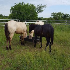 Meet your Posher, Michele